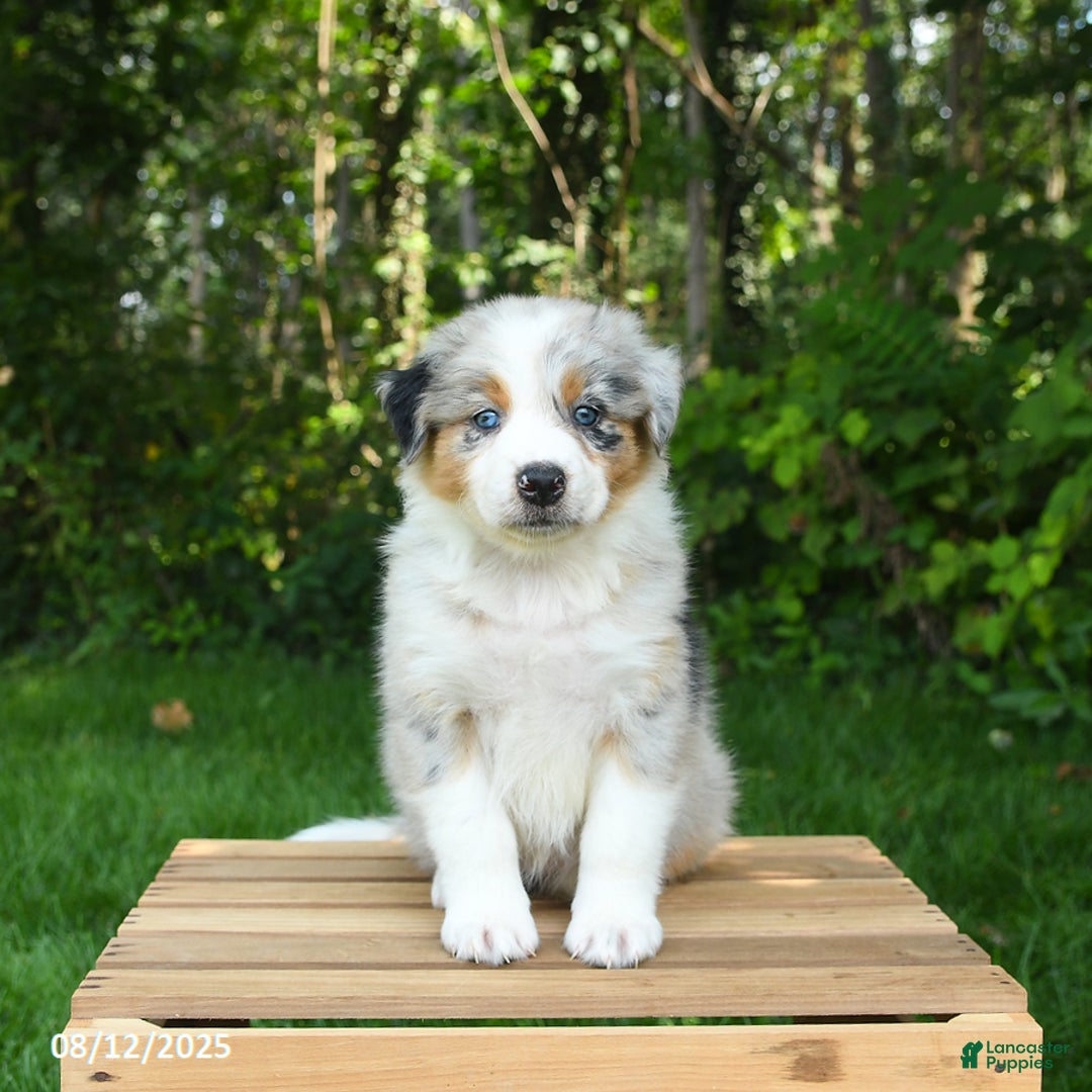 Australian Shepherd dogs for sale: Ava - Image 3