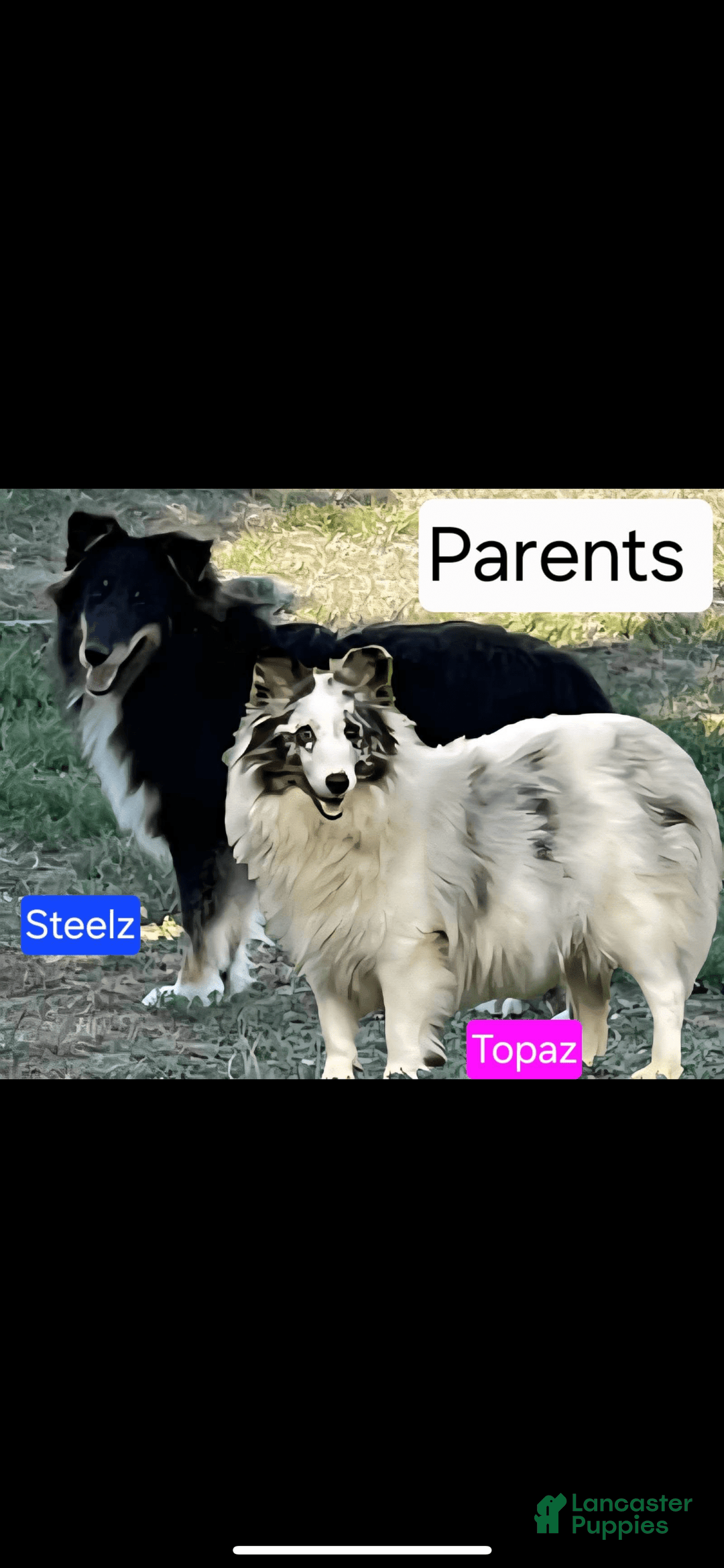Shetland Sheepdog dogs for sale: Bi-black 6 - Image 7