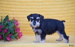 Miniature Schnauzer dogs for sale: Verna - Image 3