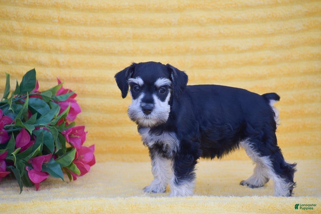 Miniature Schnauzer dogs for sale: Verna - Image 3
