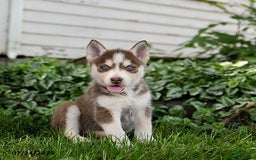 Pomsky dogs for sale: Khloe - Image 1