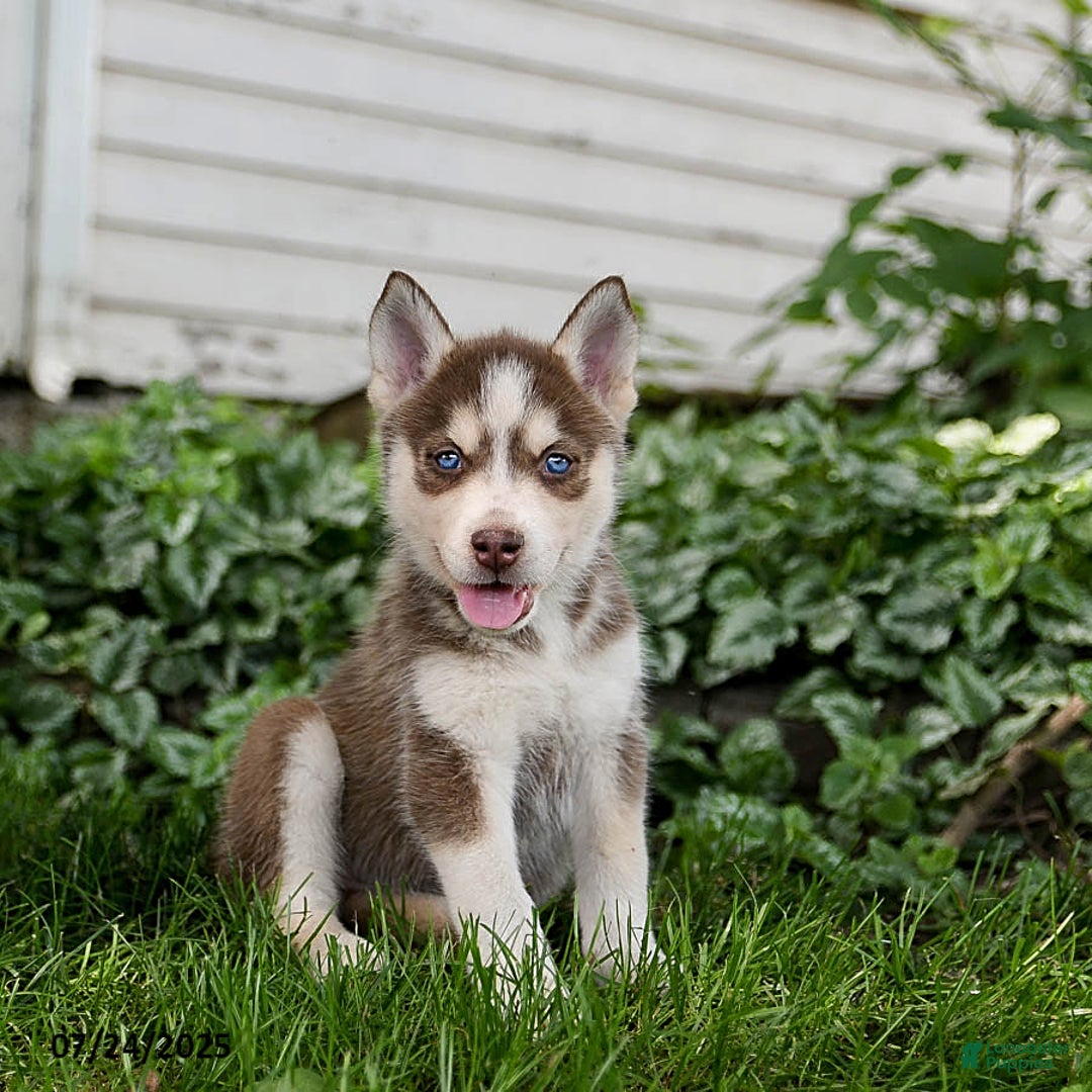 Pomsky dogs for sale: Khloe - Image 1