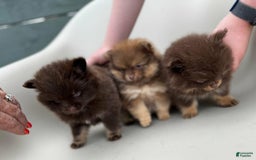 Pomeranian dogs for sale: Alfred - Image 2