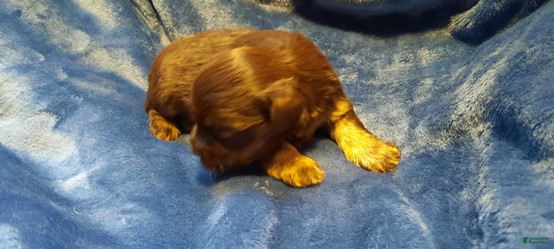 Miniature Schnauzer dogs for sale: Girl1 - Image 4
