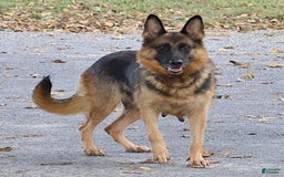 German Shepherd dogs for sale: Meadow - Image 11