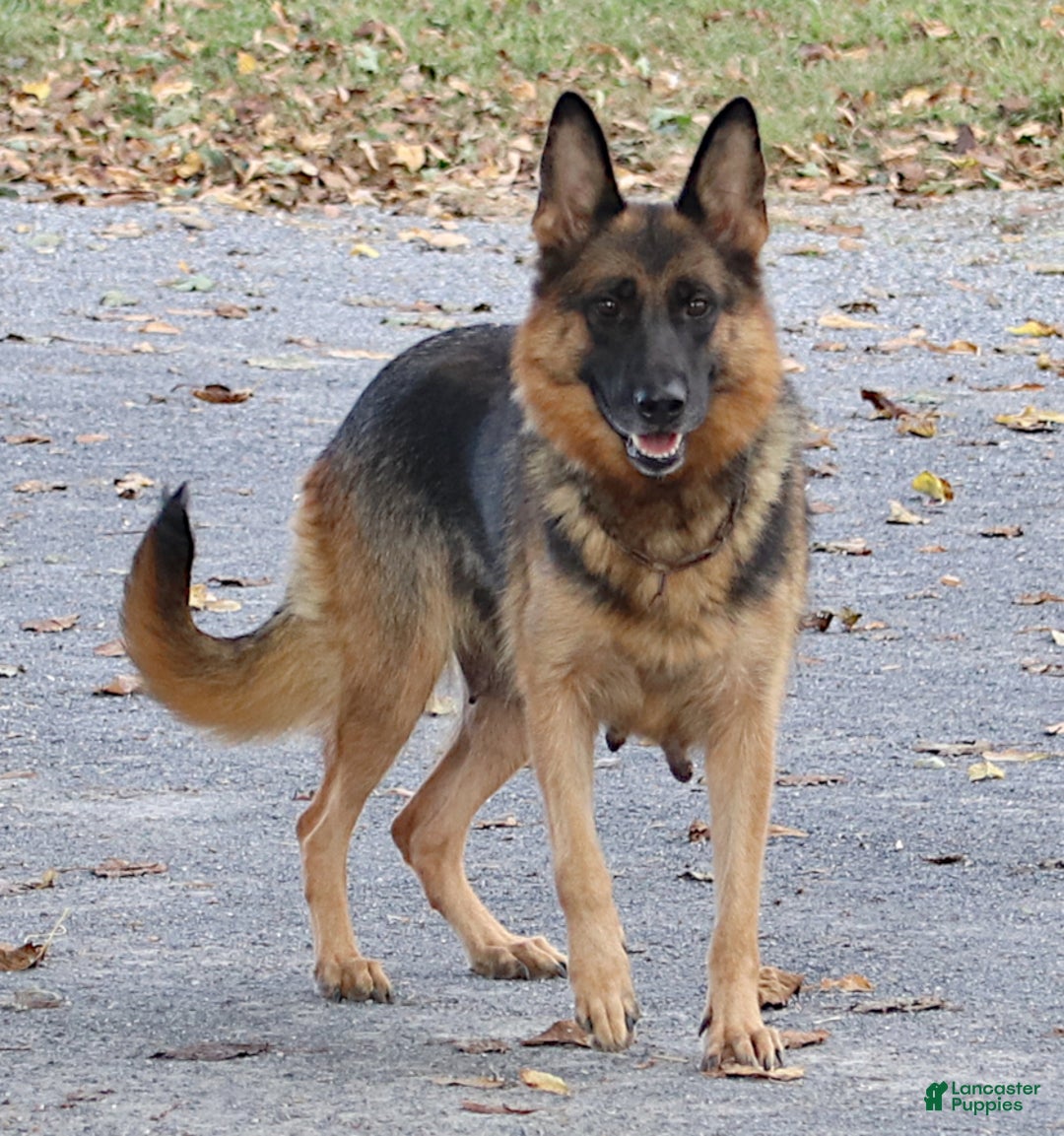 German Shepherd dogs for sale: Meadow - Image 11
