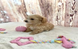 Maltipoo dogs for sale: Bella - Image 1