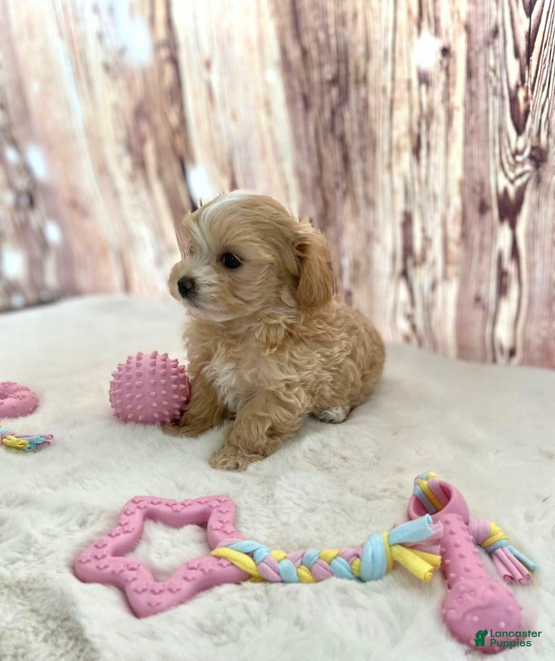 Maltipoo dogs for sale: Bella - Image 1