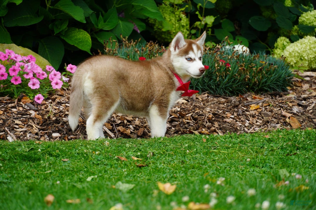 Siberian Husky dogs for sale: Bella - Image 5