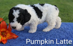 Spanish Water Dog dogs for sale: Pumpkin Latte - Image 3