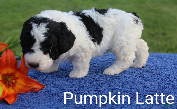 Spanish Water Dog dogs - Advert 3