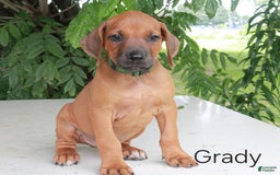 Rhodesian Ridgeback dogs for sale: Grady - Image 1