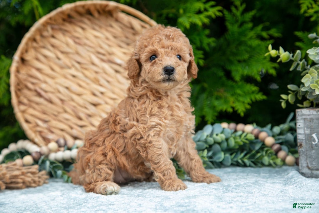 Cavapoo dogs for sale: Tootsie - Image 5