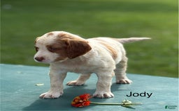 Brittany Spaniel dogs for sale: Jody - Image 2