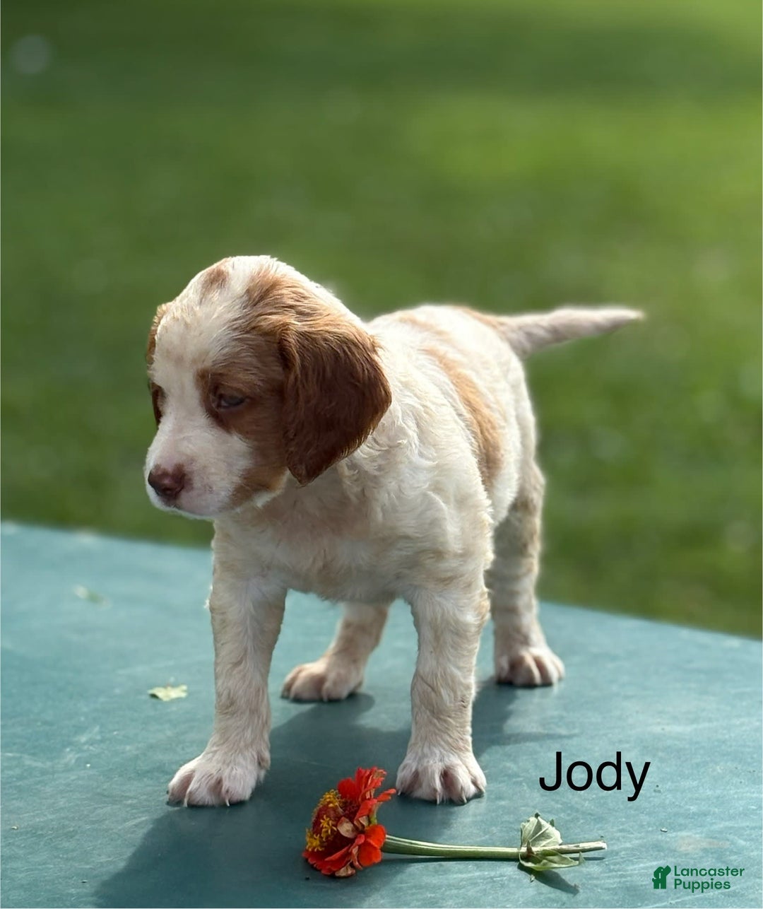 Brittany Spaniel dogs for sale: Jody - Image 2