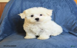 Maltese dogs for sale: Chad - Image 2