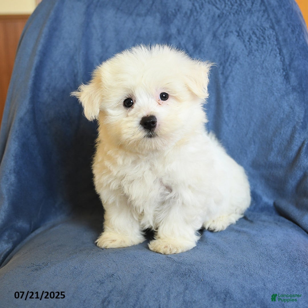 Maltese dogs for sale: Chad - Image 2