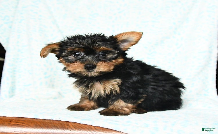 Yorkshire Terrier dogs for sale - Ad 2