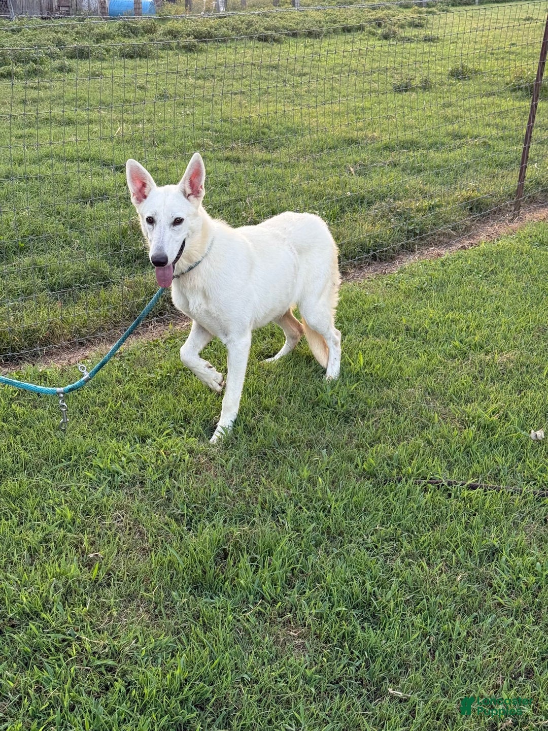 German Shepherd dogs for sale: Luna - Image 7