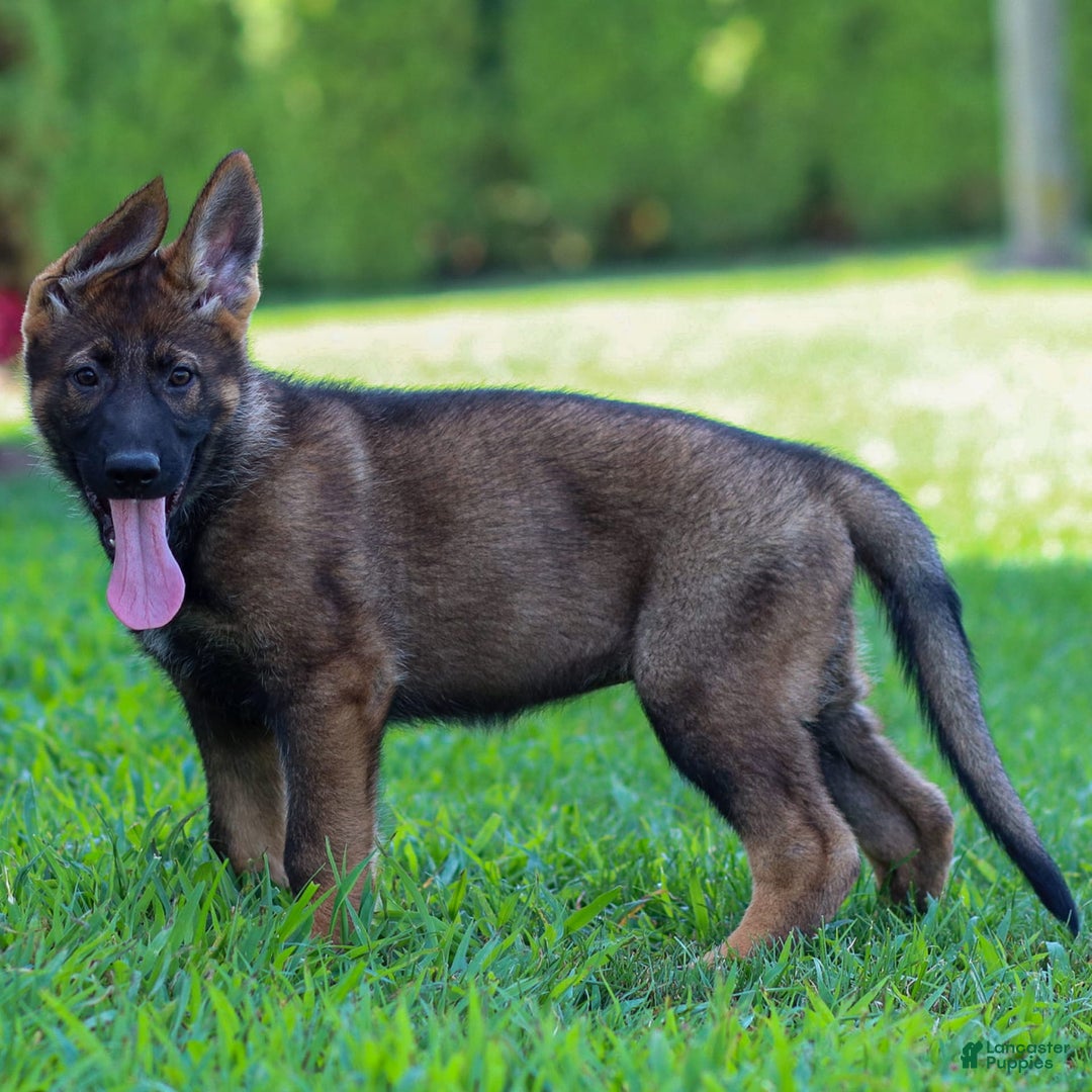 German Shepherd dogs for sale: Freya - Image 8