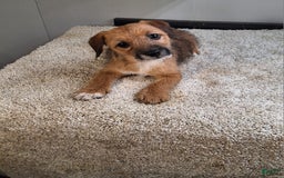Jackapoo dogs for sale: Tammy - Image 2