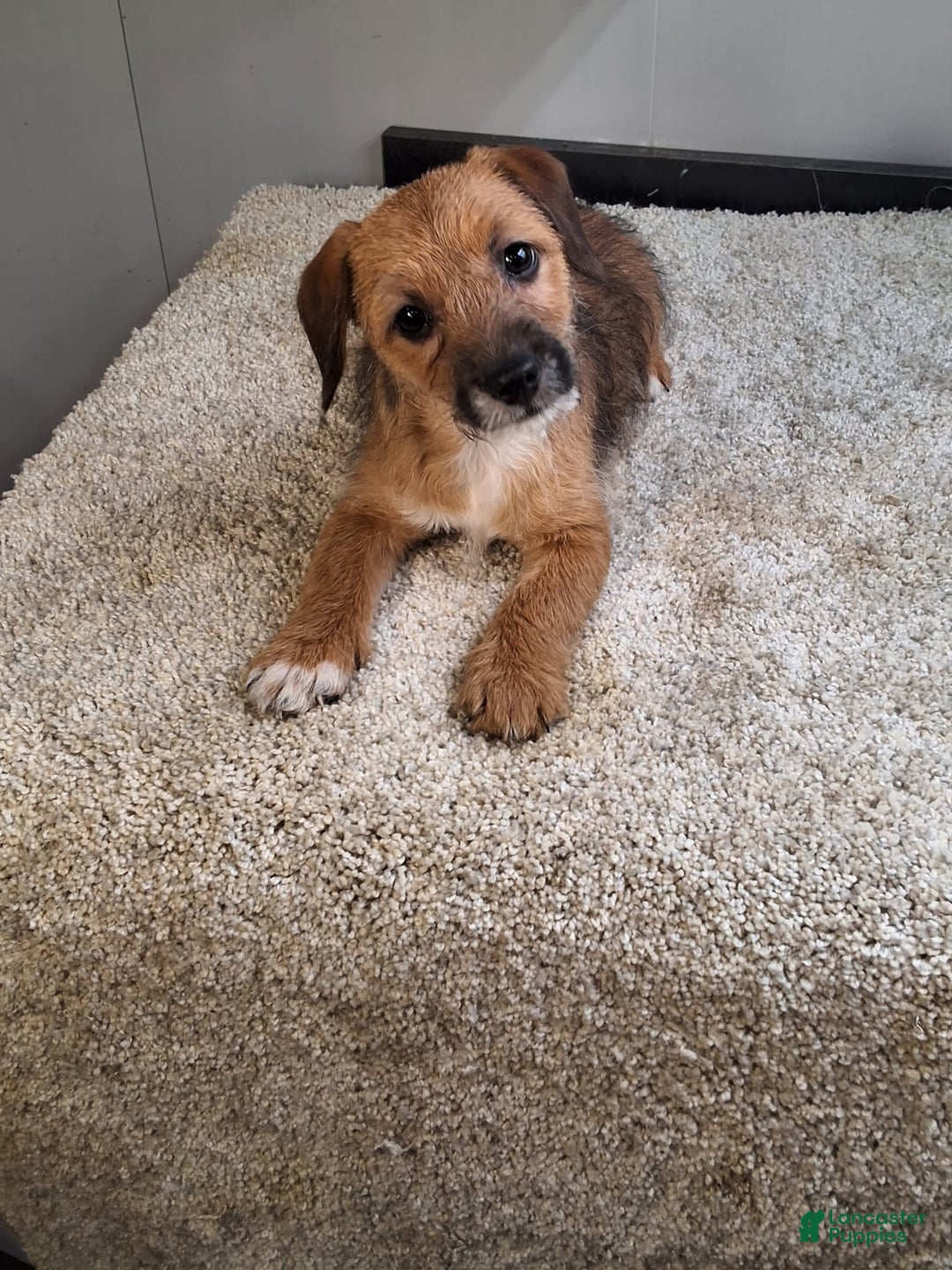 Jackapoo dogs for sale: Tammy - Image 2