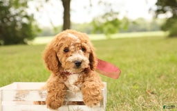Mini Goldendoodle dogs for sale: Jasmine - Image 10