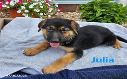 German Shepherd dogs for sale: Julia - Image 1