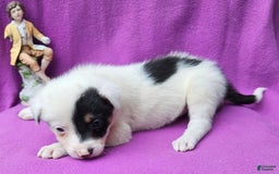 Border Collie dogs for sale: Gumbi - Image 15