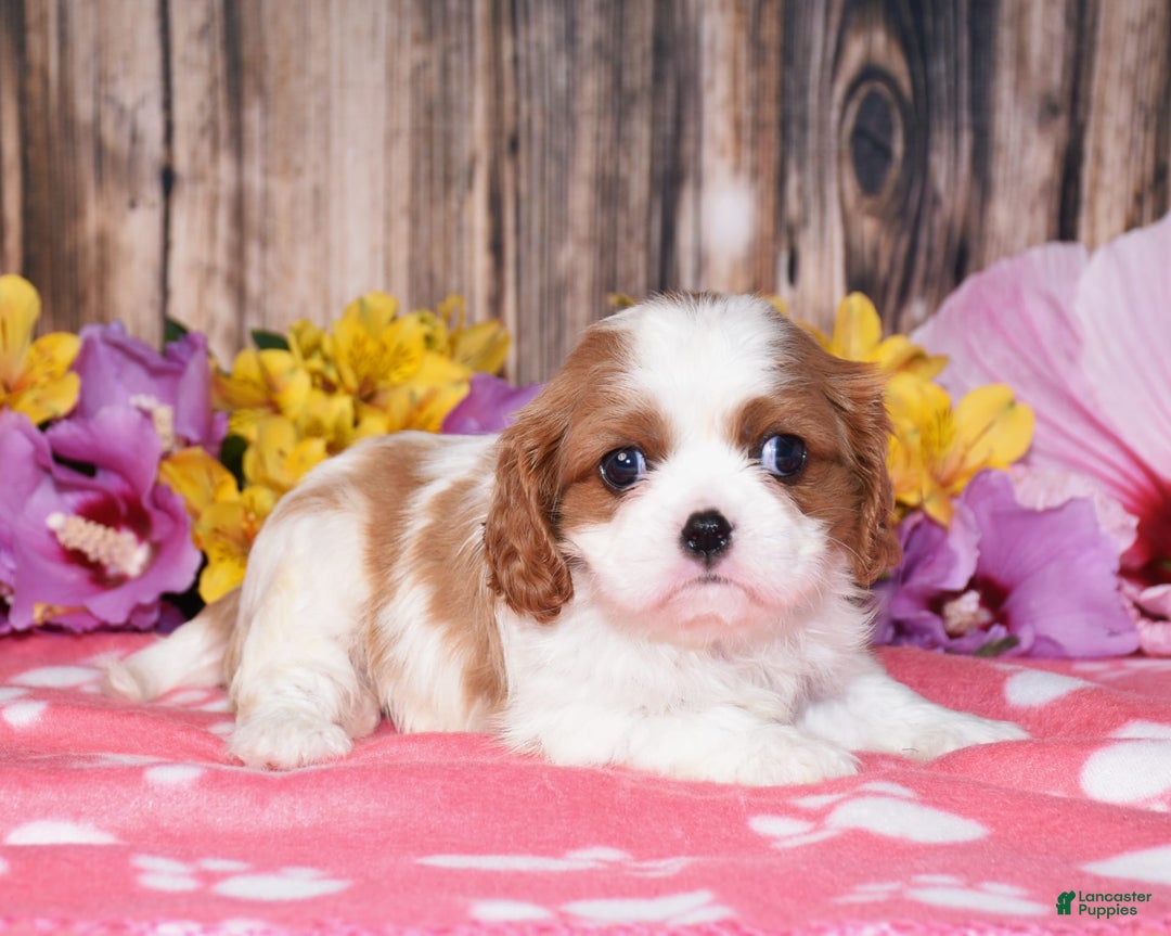 Cavalier King Charles Spaniel dogs for sale: Easton - Image 2