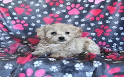 Cavapoo dogs for sale: Ace - Image 13