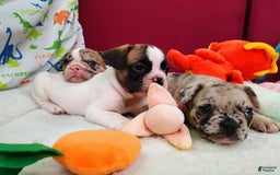 French Bulldog dogs for sale: Loki Akc - Image 11