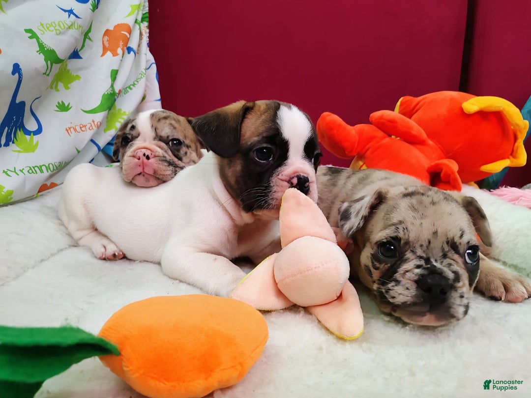 French Bulldog dogs for sale: Loki Akc - Image 11