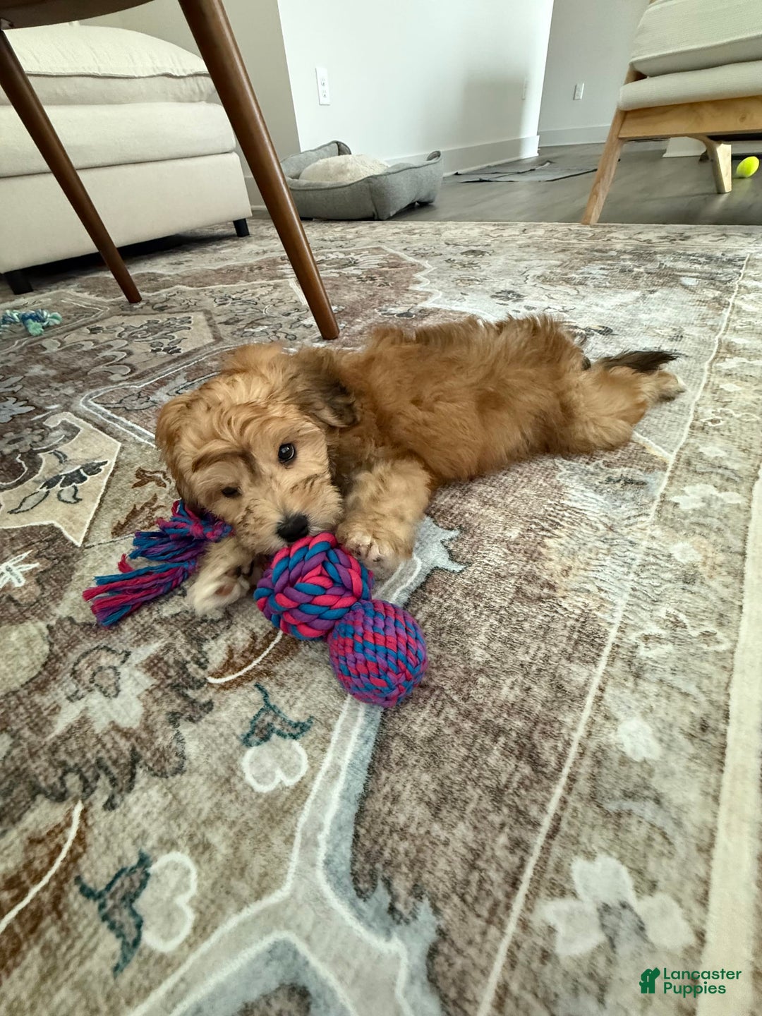 Mini Aussiedoodle dogs for sale: Louie - Image 5