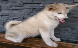 Pomsky dogs for sale: Silas - Image 17