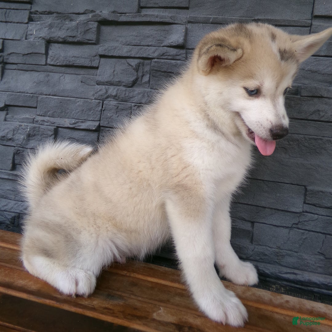 Pomsky dogs for sale: Silas - Image 17