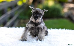 Miniature Schnauzer dogs for sale: Amber - Image 5
