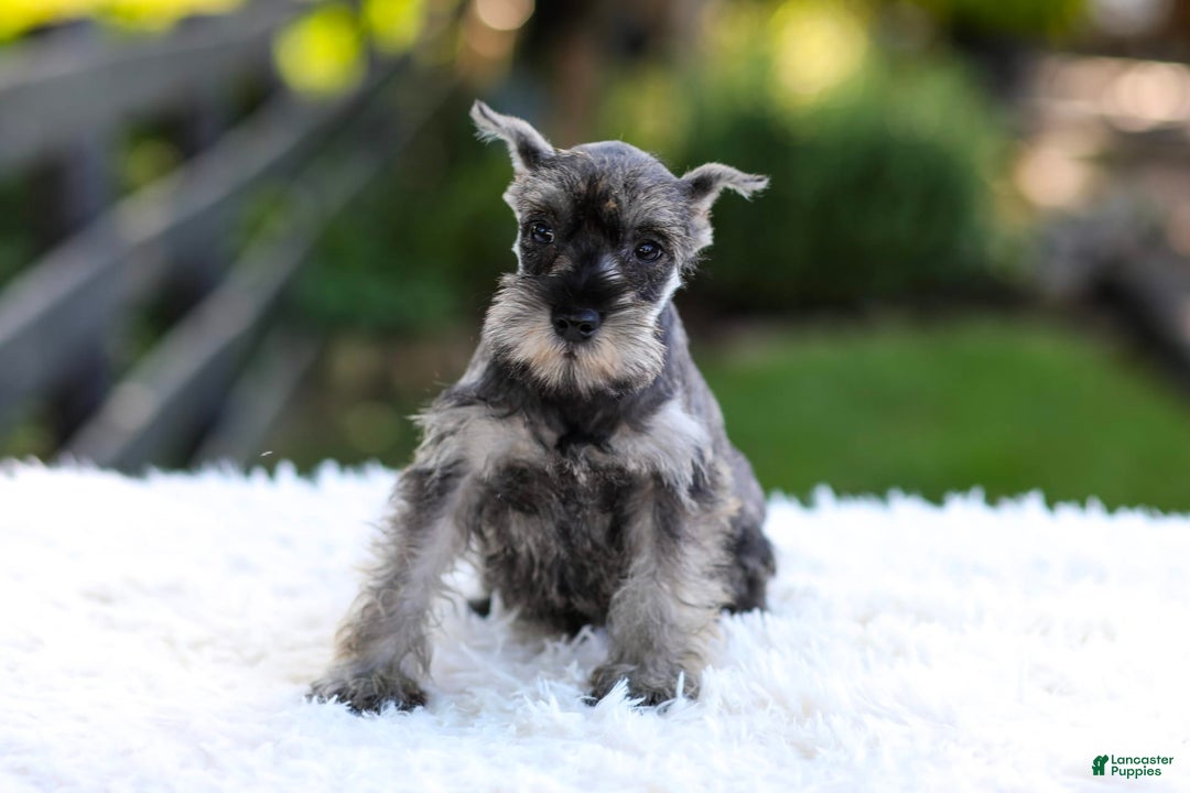 Miniature Schnauzer dogs for sale: Amber - Image 5