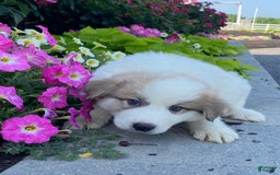 Great Pyrenees dogs for sale: Ginger - Image 4