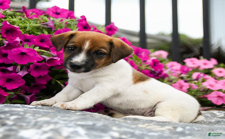 Jack Russell Terrier dogs for sale - Ad 1