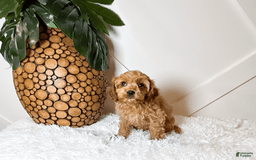 Cavapoo dogs for sale: Zane - Image 1
