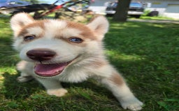 Siberian Husky dogs for sale: Poe - Image 7