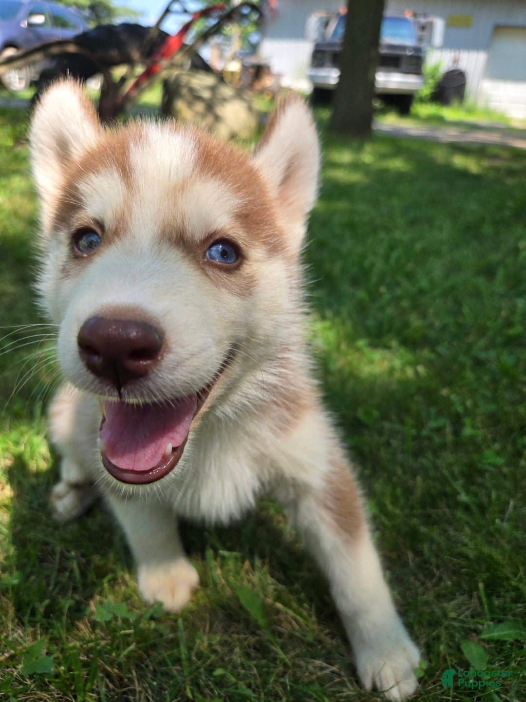 Siberian Husky dogs for sale: Poe - Image 7