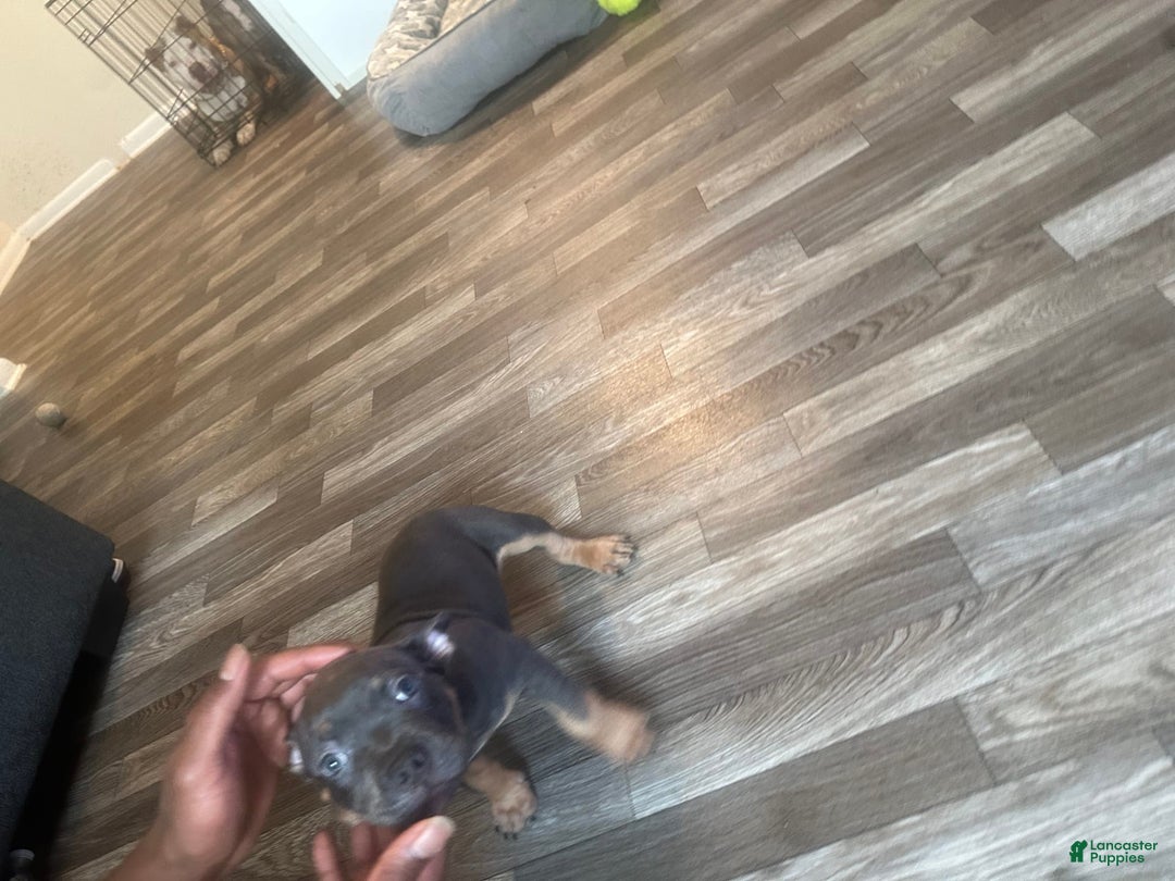 American Bully dogs for sale: Zoe - Image 2