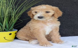 Goldendoodle dogs for sale: Sadie - Image 5
