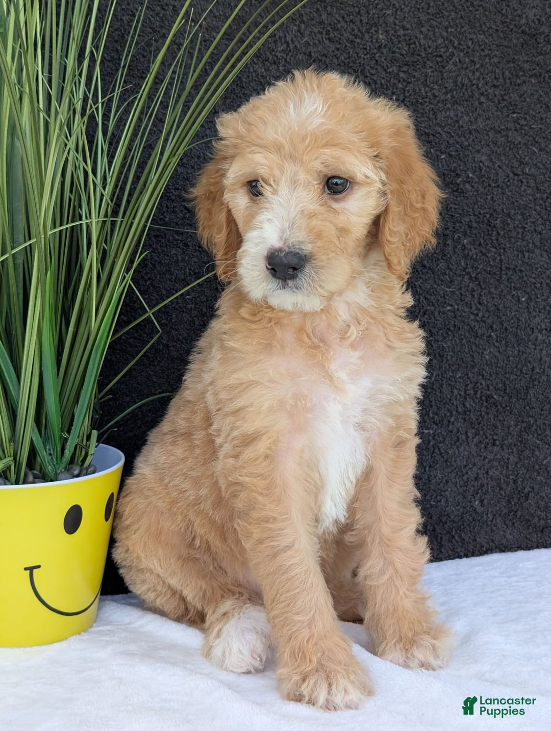 Goldendoodle dogs for sale: Sadie - Image 5