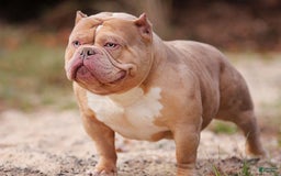 American Bully dogs for sale: Fawn/White Merle Male - Image 5