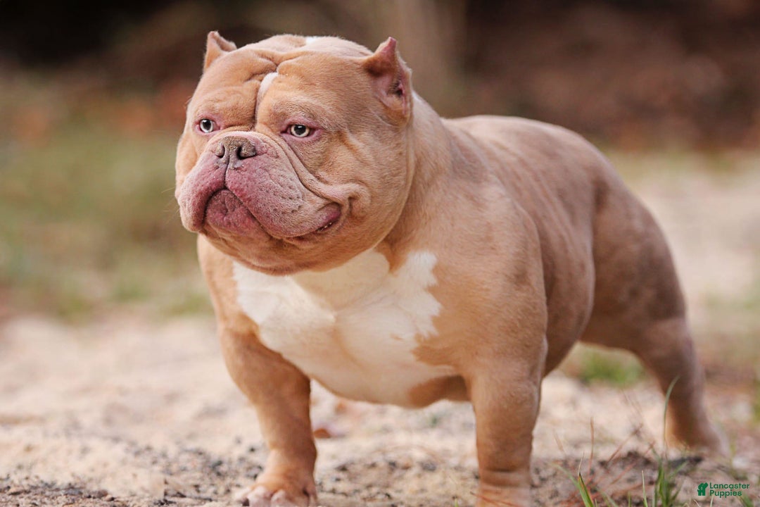 American Bully dogs for sale: Fawn/White Merle Male - Image 5