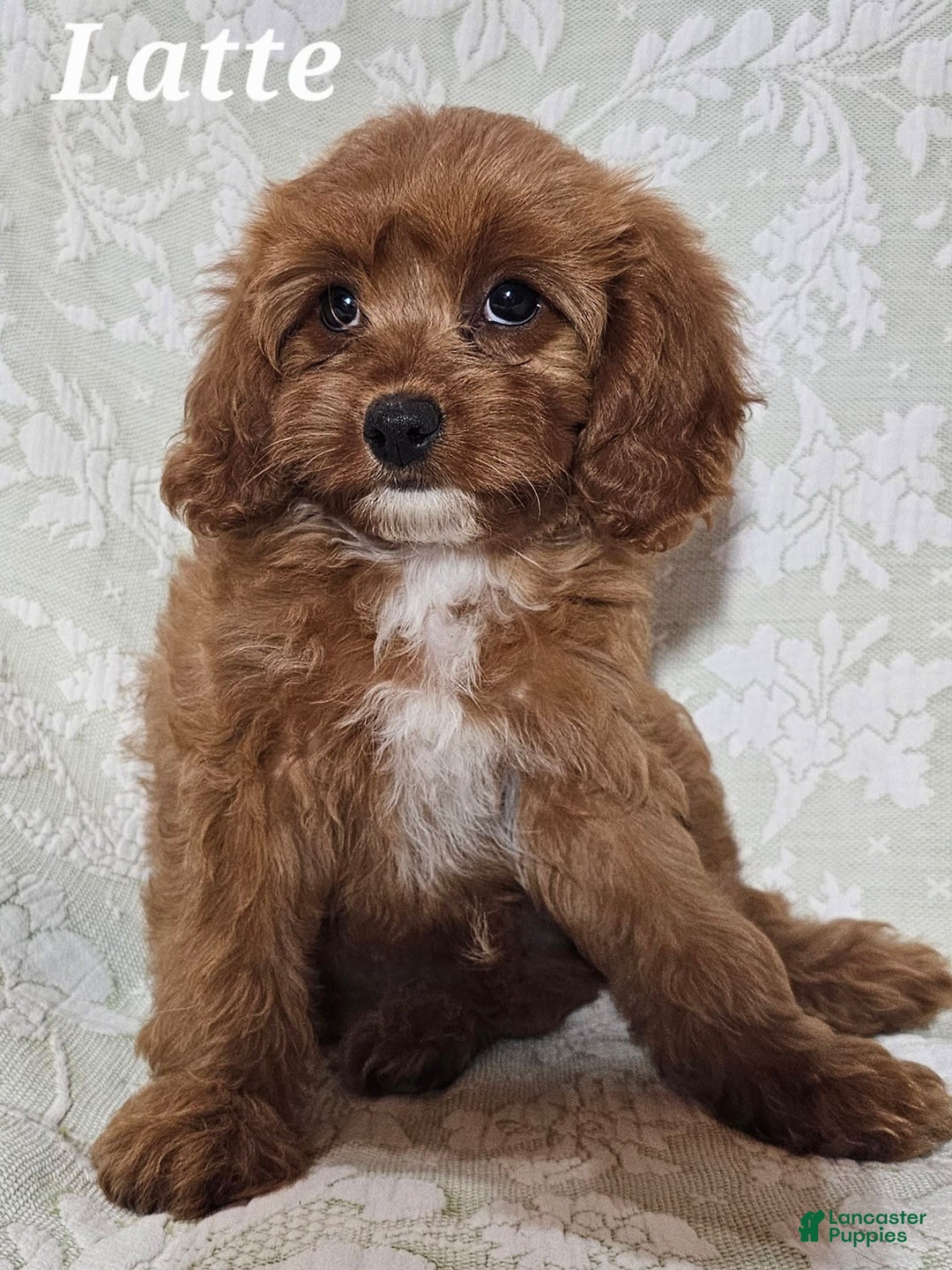 Cavapoo dogs for sale: Latte - Image 3