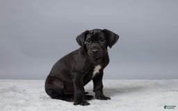 Great Dane dogs for sale: Lexy - Image 4